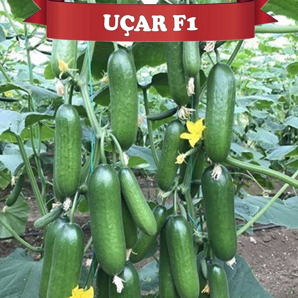 Uçar F1 Badem Hıyar Tohumu
