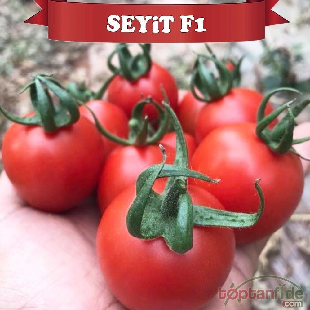 Seyit F1 Kokteyl Domates Tohumu