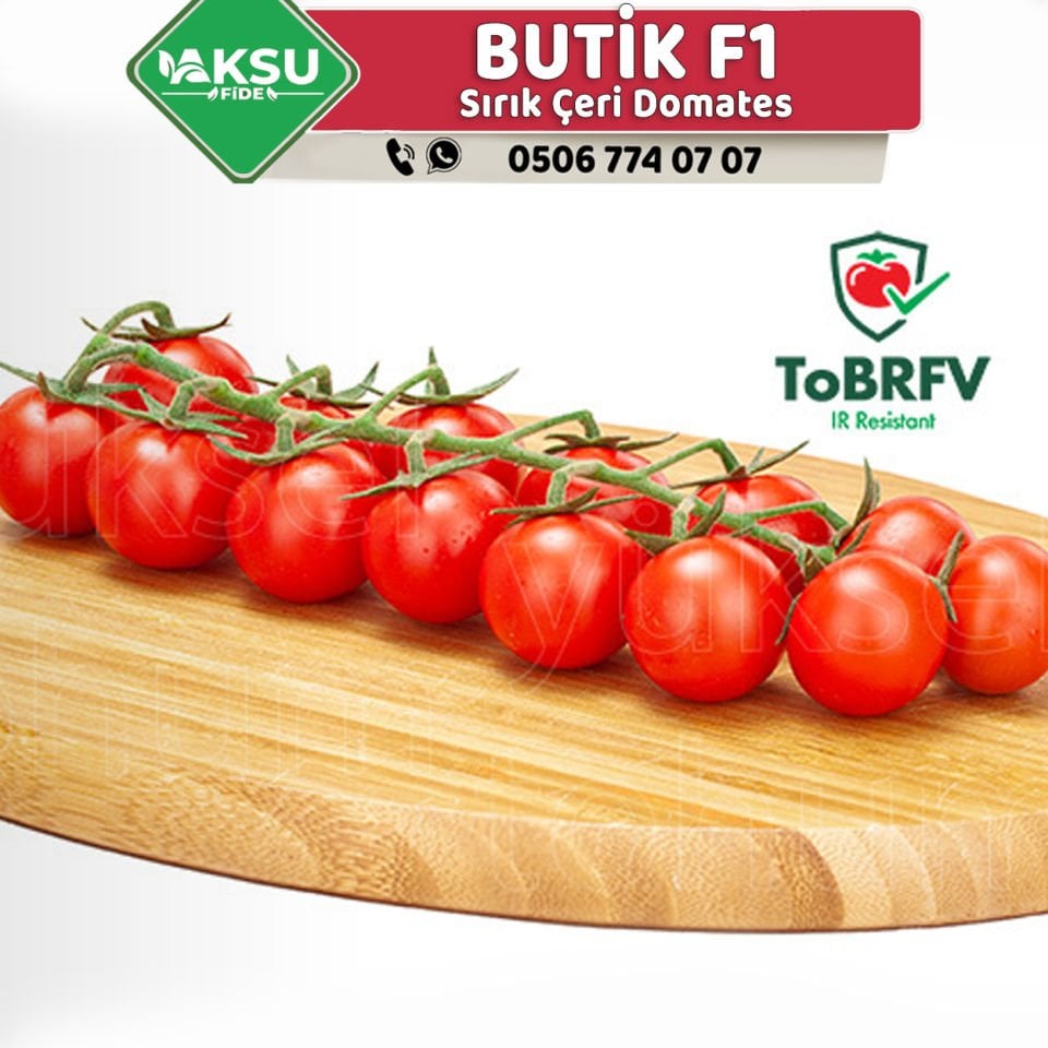 Butik F1 Çeri Domates Tohumu 1000 Ad/pk