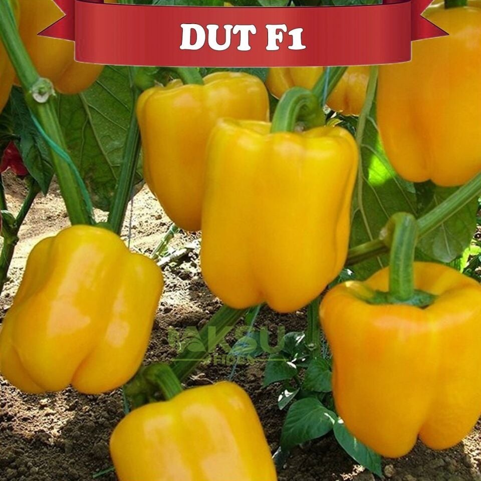 Dut F1 Sarı Kaliforniya Wonder Biberi Tohumu