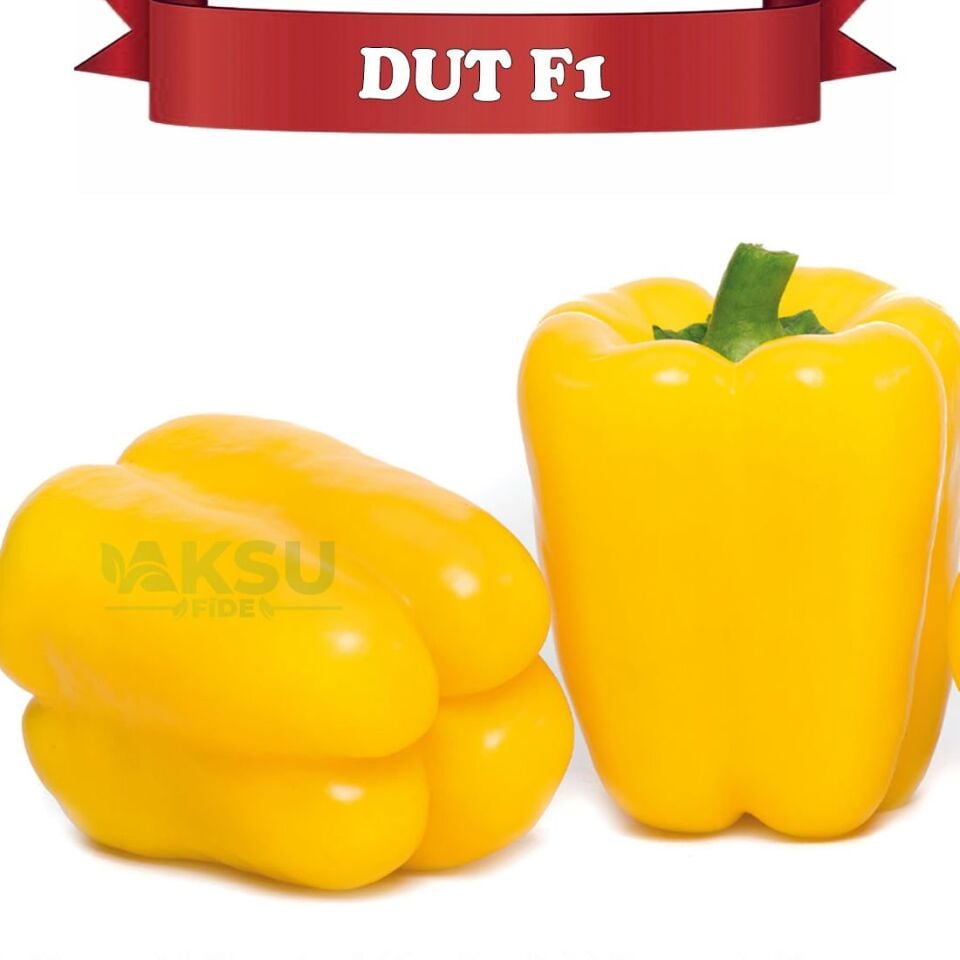 Dut F1 Sarı Kaliforniya Wonder Biberi Tohumu