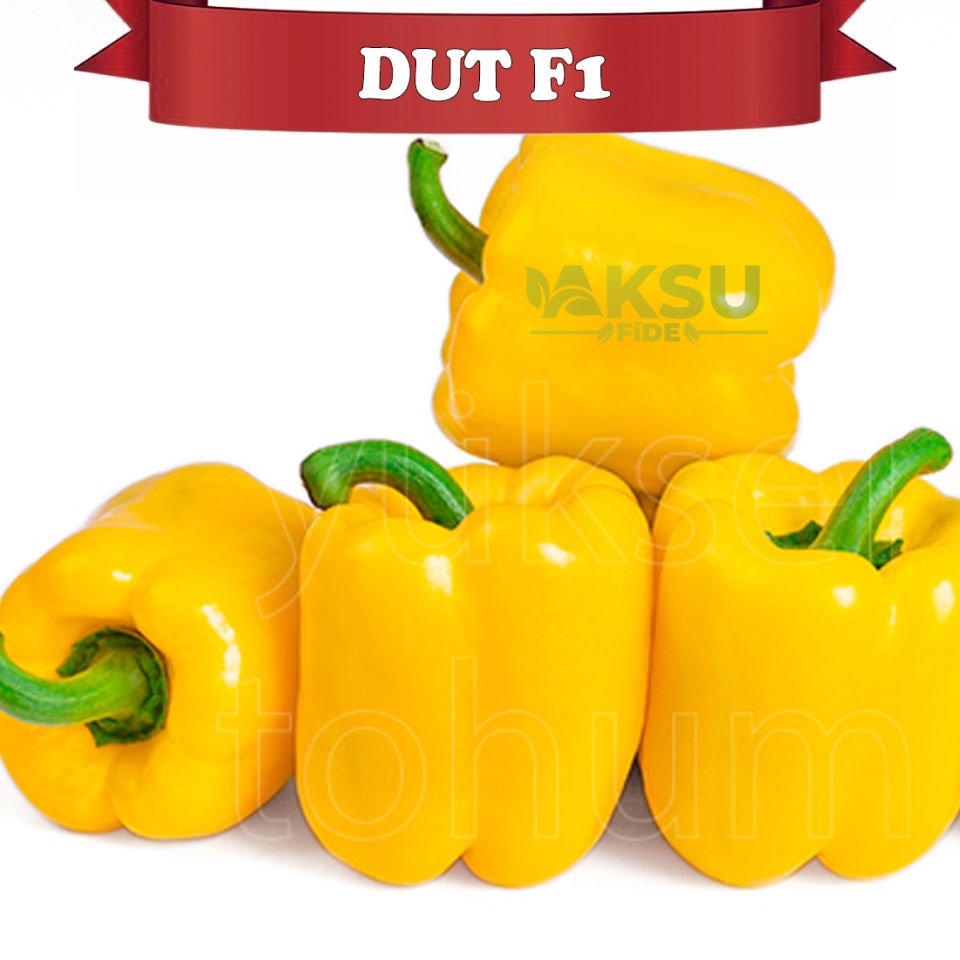 Dut F1 Sarı Kaliforniya Wonder Biberi Tohumu