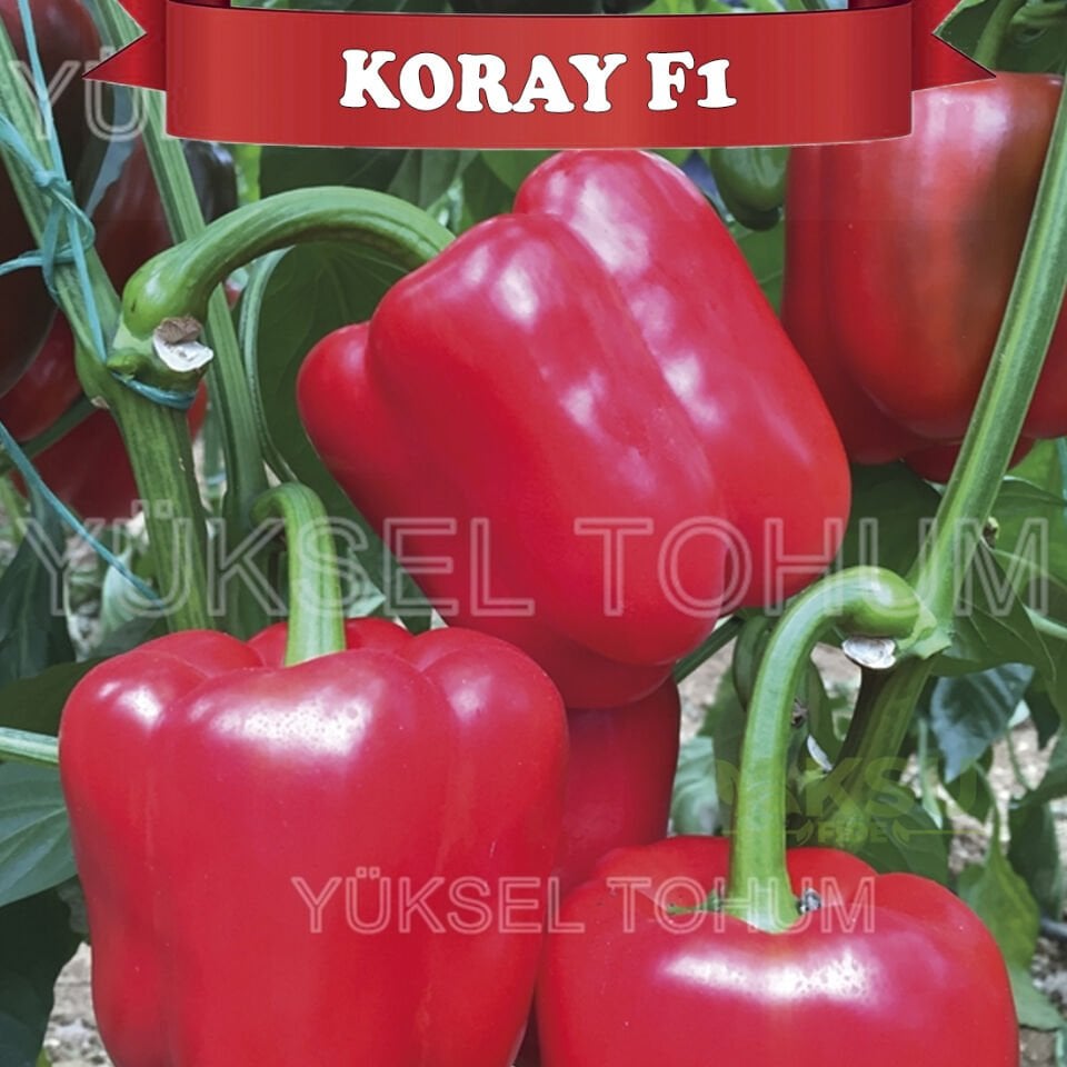 Koray F1 Kırmızı Kaliforniya Biberi Tohumu