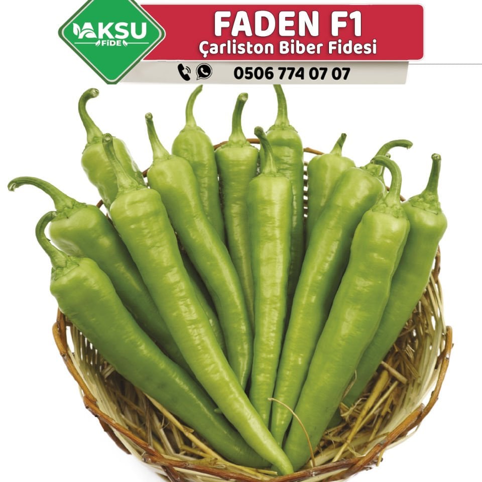 Faden F1 Çarliston Biber Fidesi