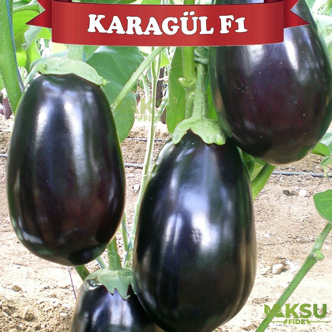 Karagül F1 Topan Patlıcan Tohumu