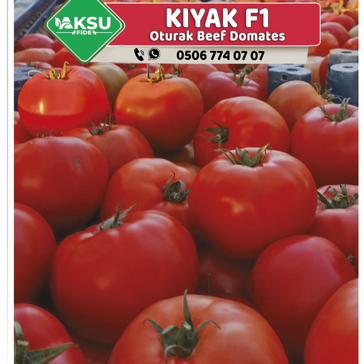 Kıyak F1 Oturak Beef Domates Tohumu 1000 Ad/pk