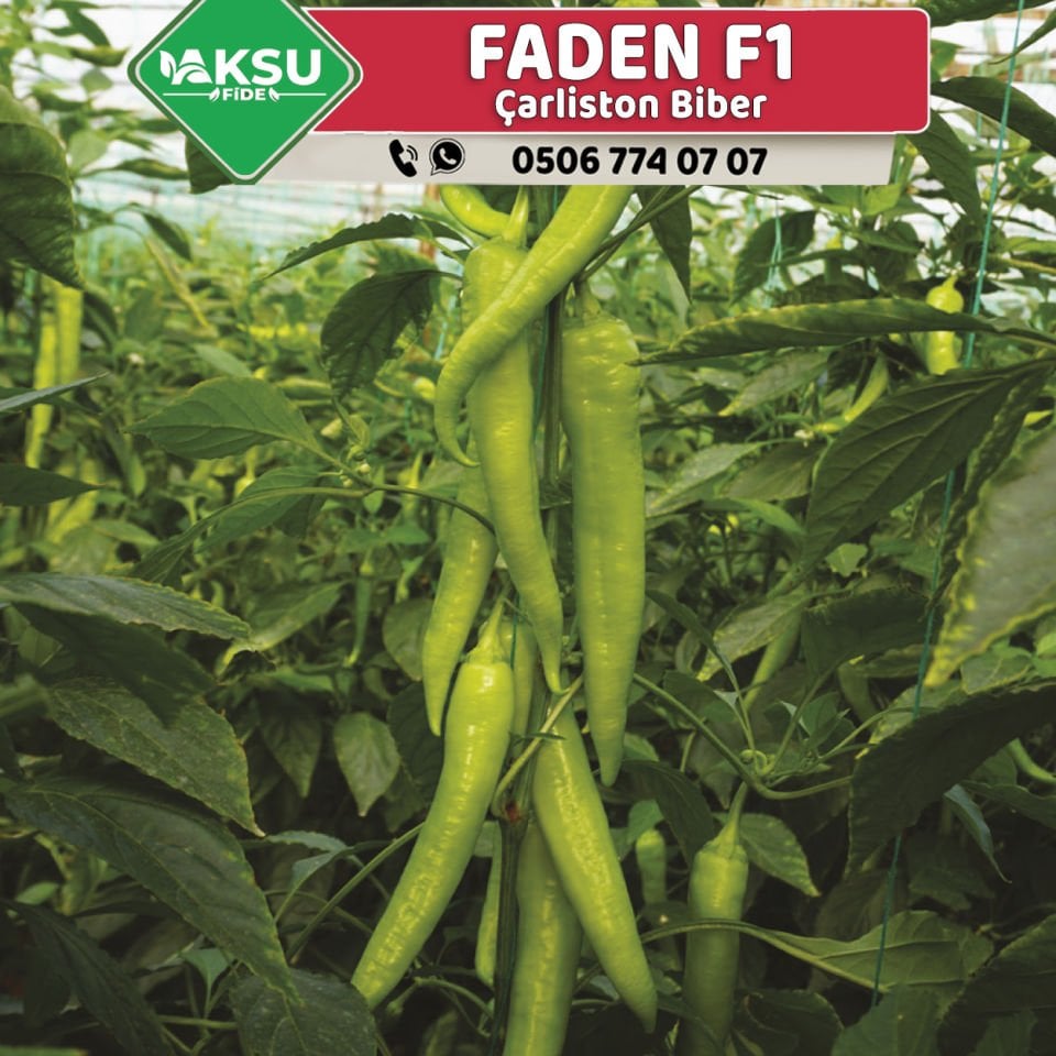 Faden F1 Çarliston Biber Tohumu 1.000 Ad/pk
