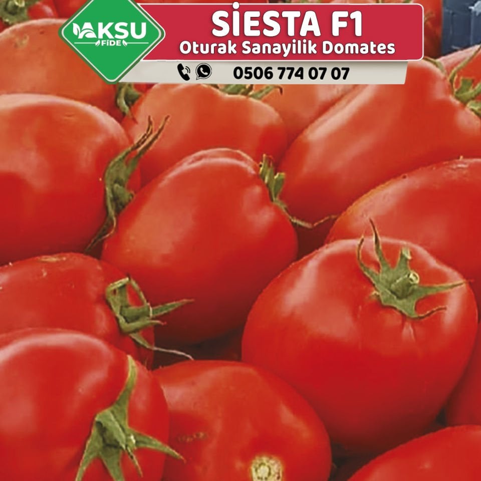 Siesta F1 İri Salçalık Domates Tohumu 5000 Ad/pk