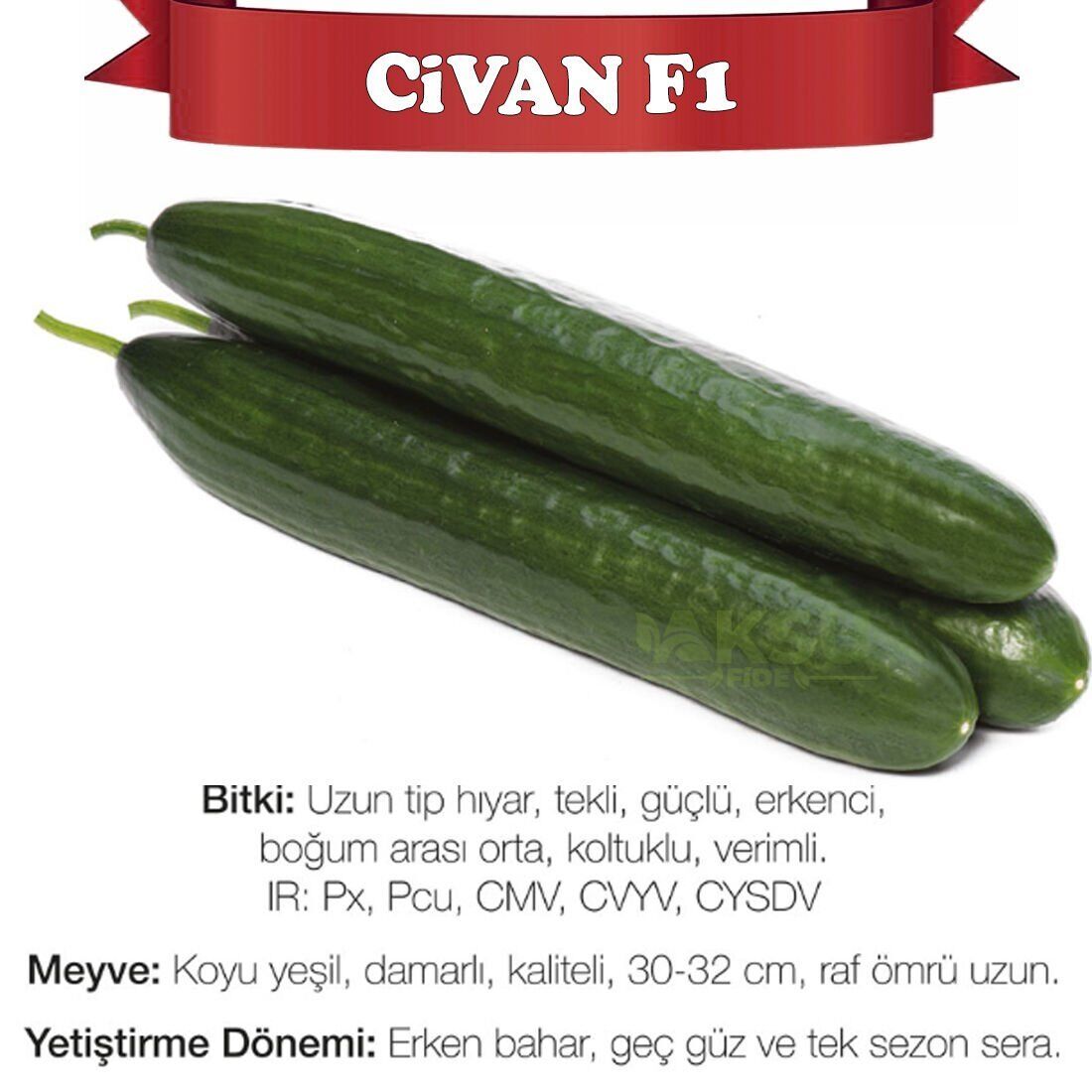 Civan F1 Sırık Uzun Hıyar Tohumu