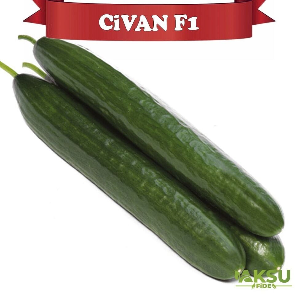 Civan F1 Sırık Uzun Hıyar Tohumu