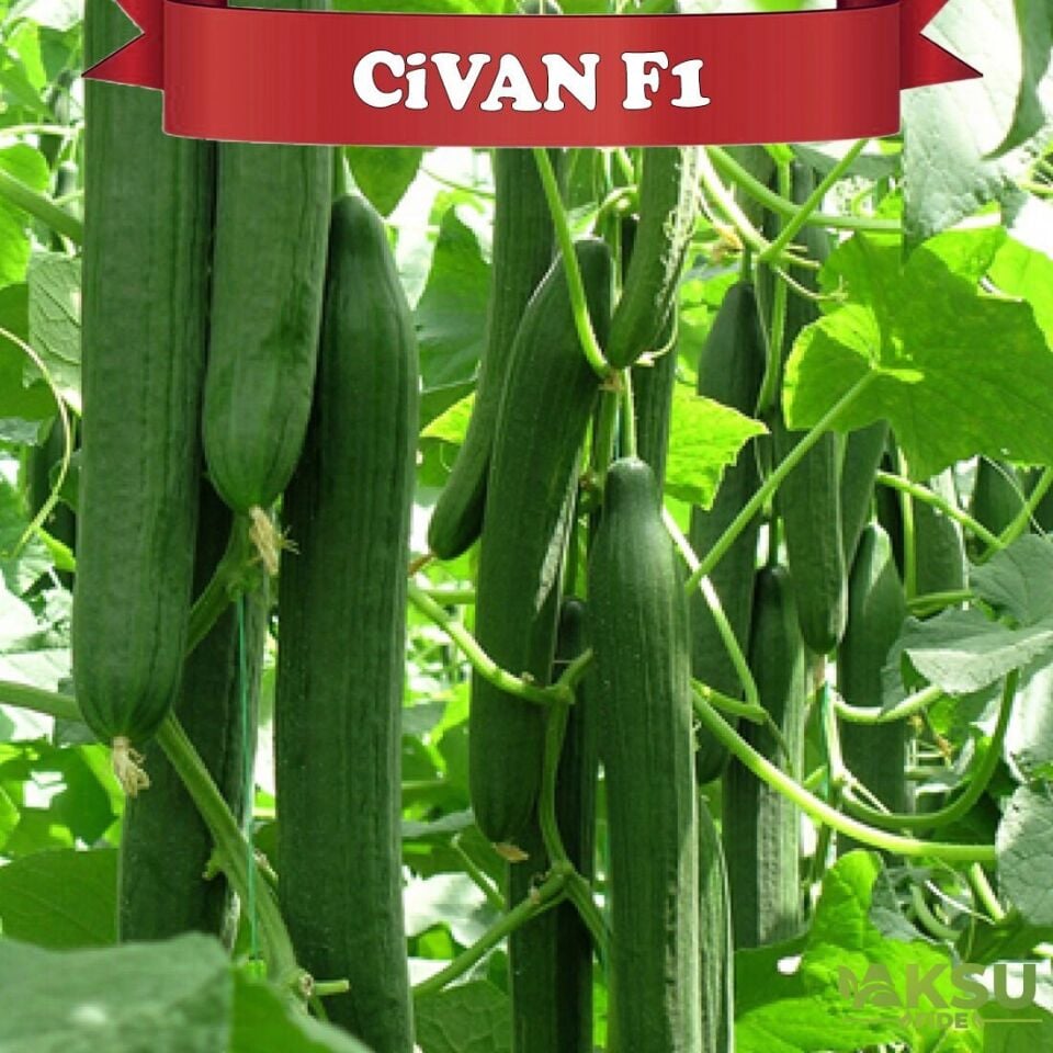 Civan F1 Sırık Uzun Hıyar Tohumu
