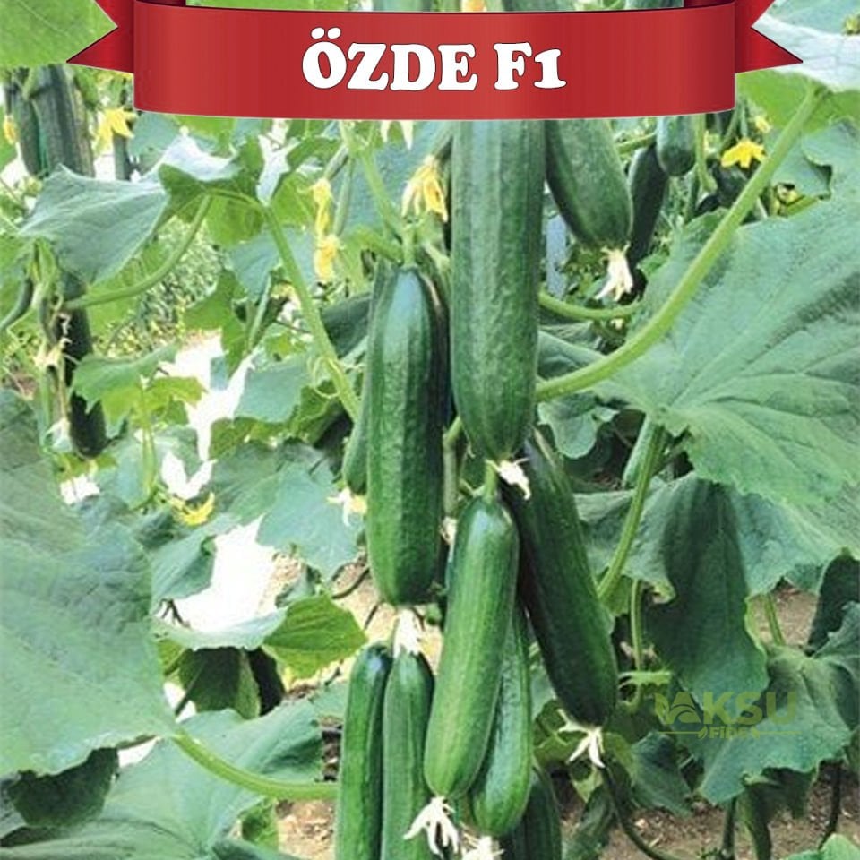 Özde F1 Sırık Hıyar Tohumu