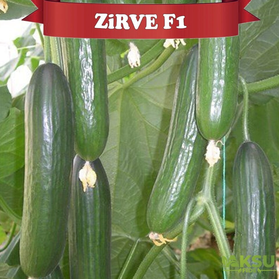 Zirve F1 Sırık Hıyar Tohumu