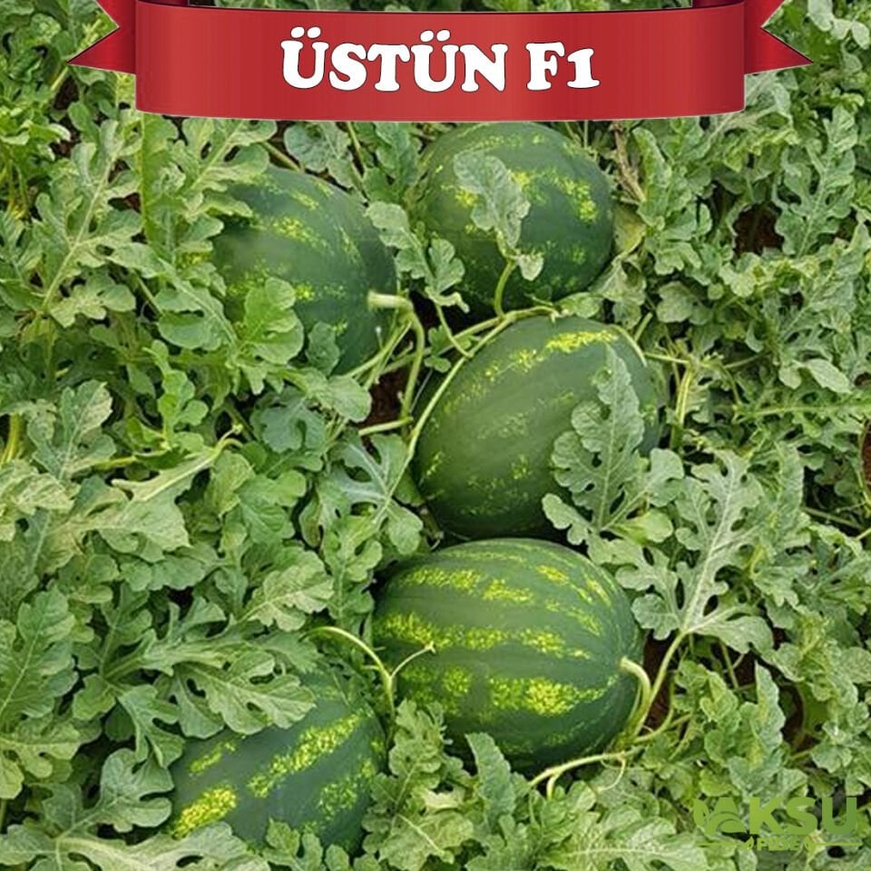 Üstün F1 Karpuz Tohumu