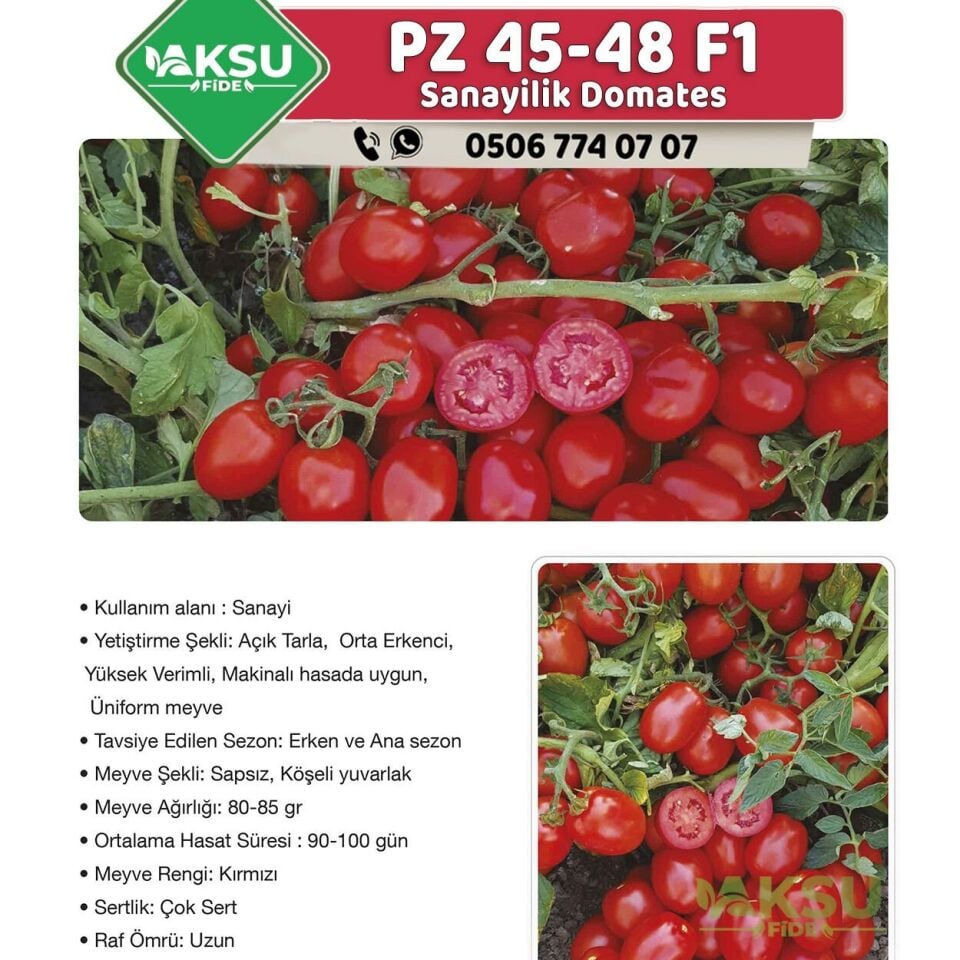 PZ 45-48 F1 Sanayilik Domates Tohumu 25.000 Ad/pk