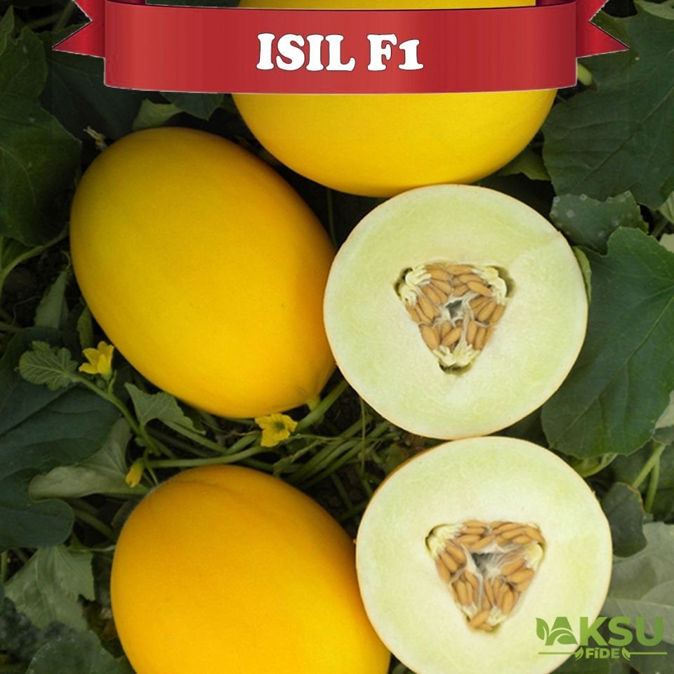 Işıl F1 Sarı Kavun Tohumu
