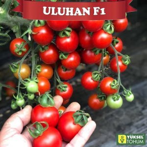 Uluhan F1 Kokteyl Domates Tohumu