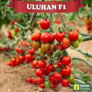 Uluhan F1 Kokteyl Domates Tohumu