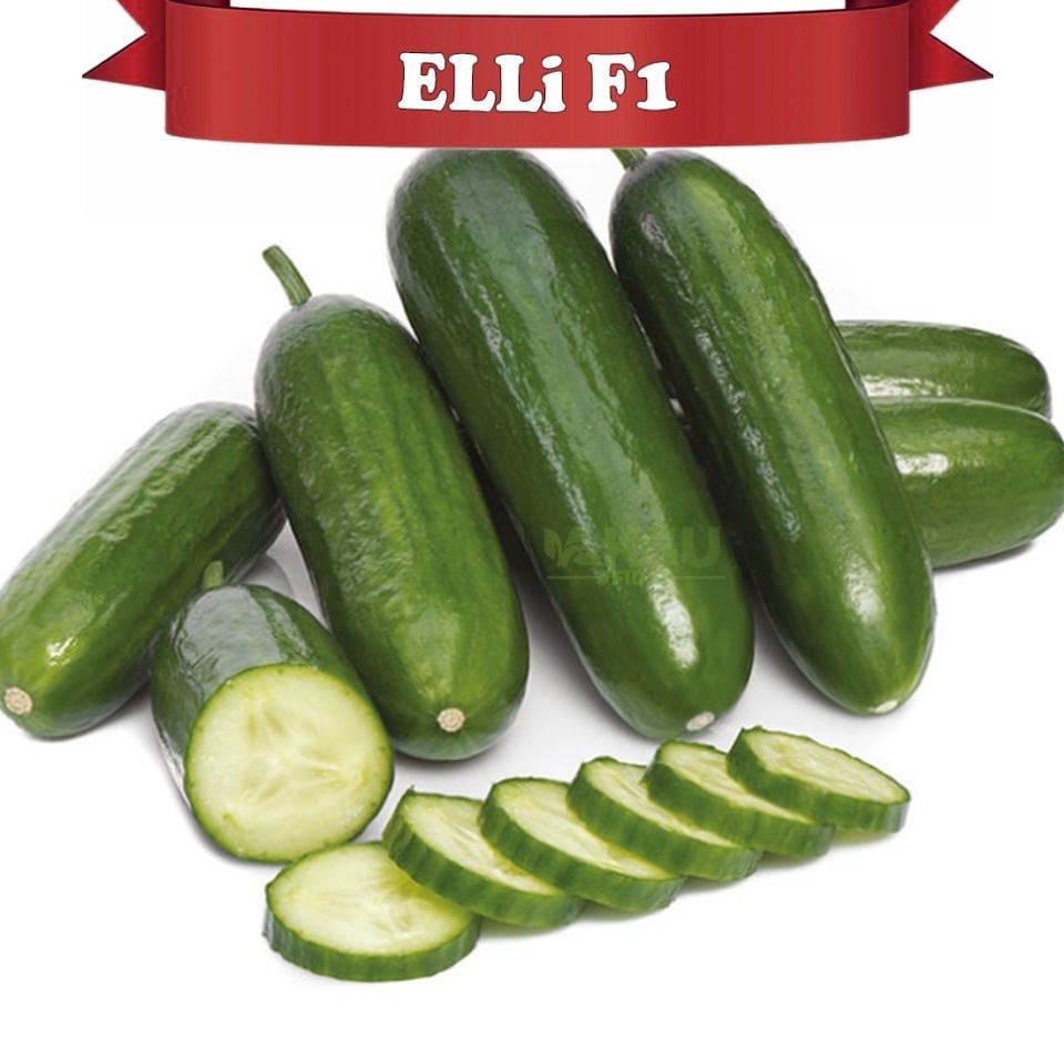 Elli F1 Badem Hıyar Tohumu