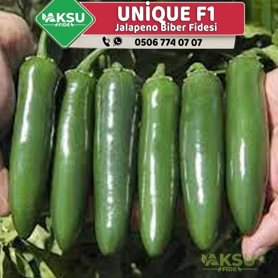 Unique F1 Jalapeno Biber Fidesi