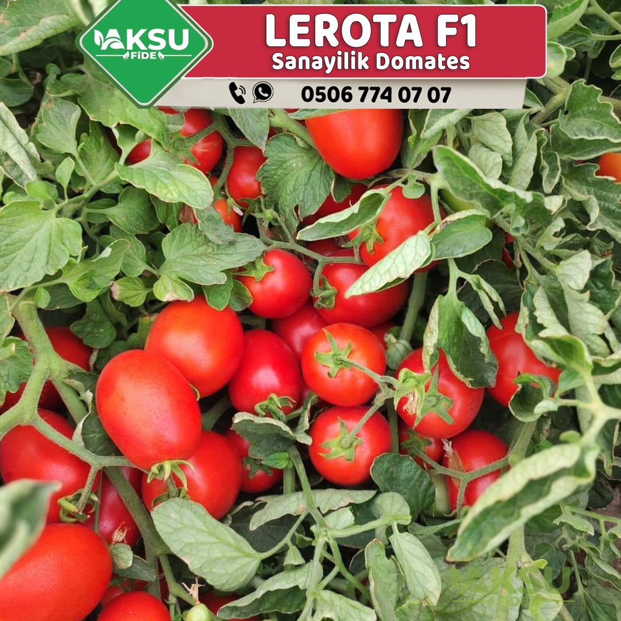 Lerota F1 Salçalık Domates Fidesi