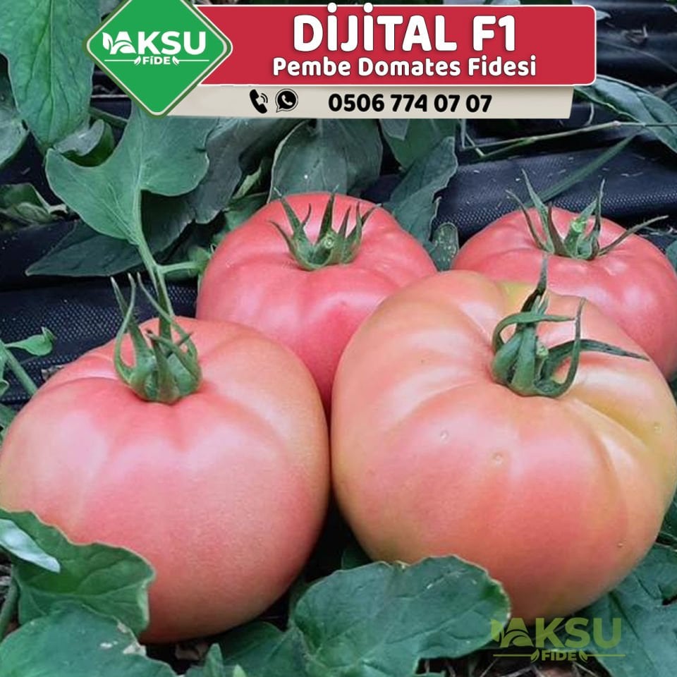 Dijital F1 Sırık Pembe Domates Fidesi