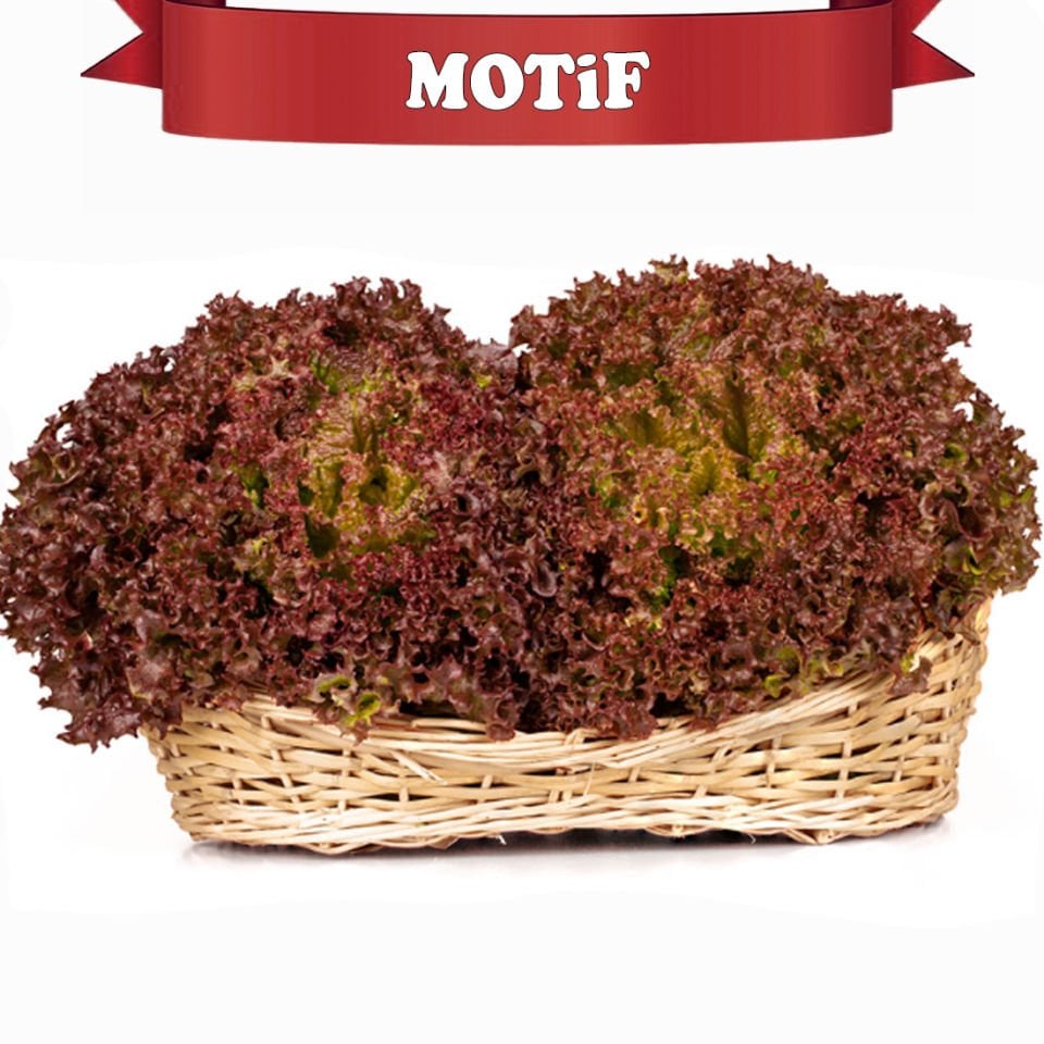 Motif Kıvırcık Marul Tohumu 10.000 Adet