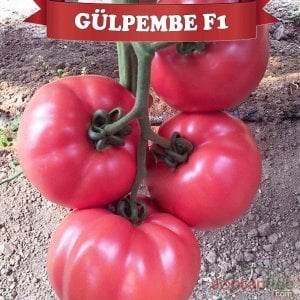 Gülpembe F1 Domates Tohumu