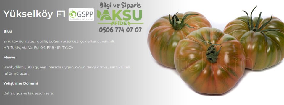 Yükselköy F1 Köy Domatesi Tohumu