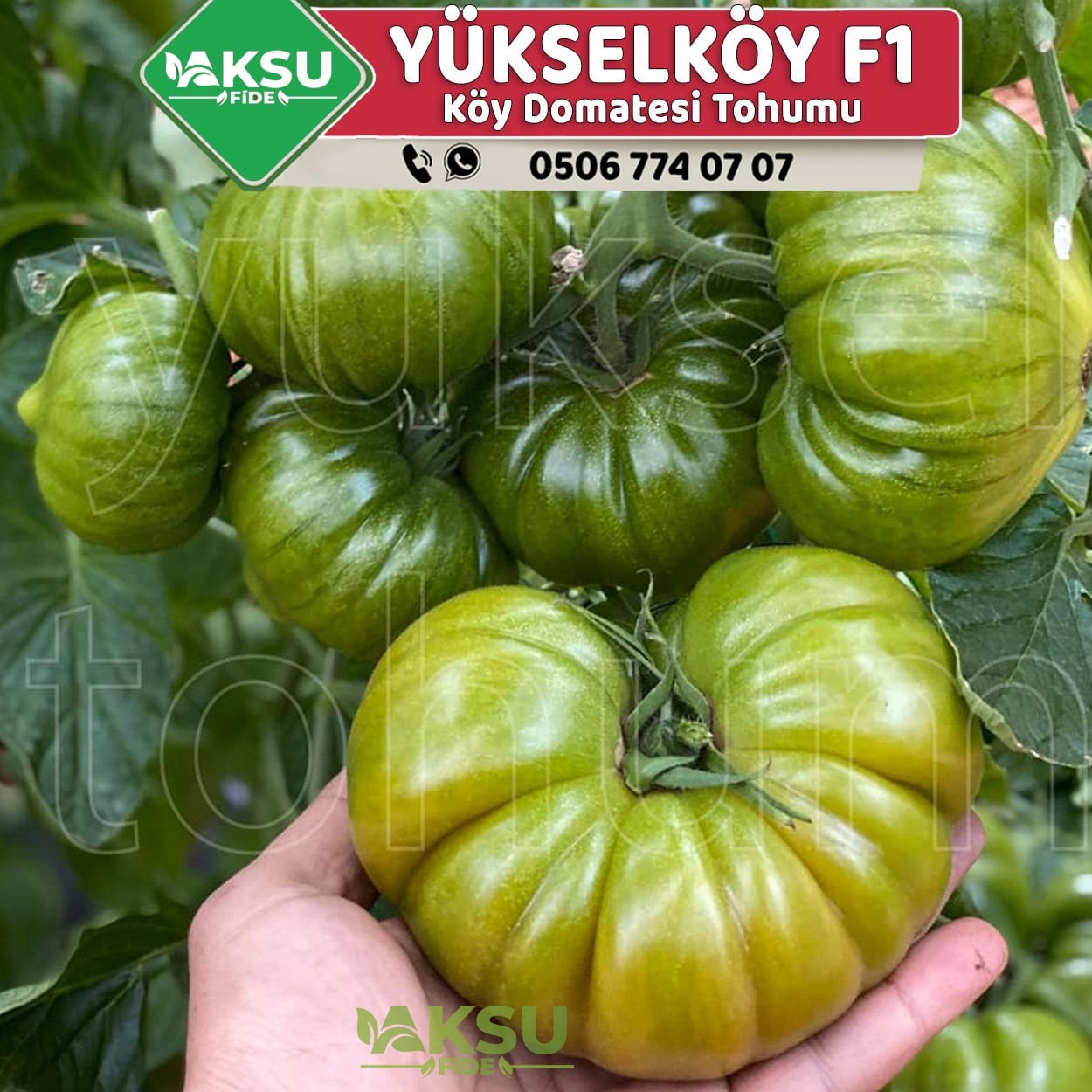 Yükselköy F1 Köy Domatesi Tohumu