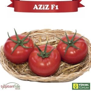 Aziz F1 Domates Tohumu