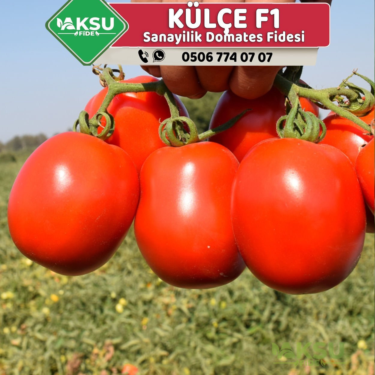 Külçe F1 Sanayilik Domates Fidesi