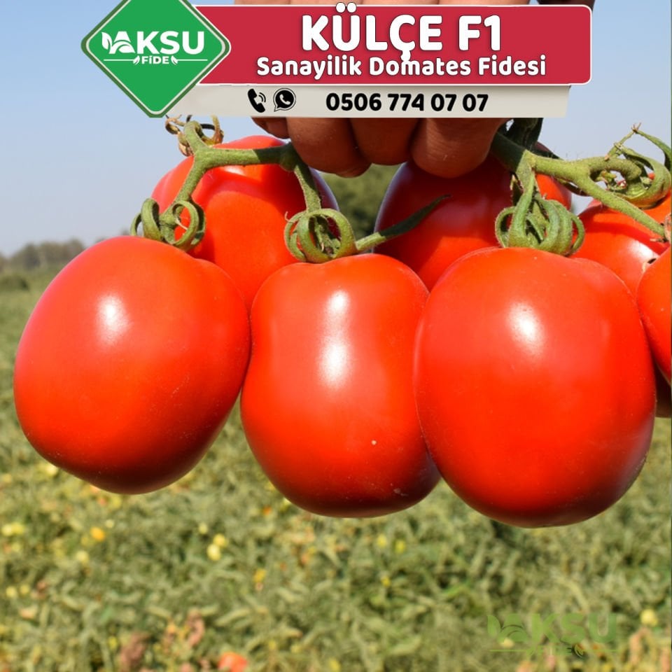 Külçe F1 Sanayilik Domates Fidesi