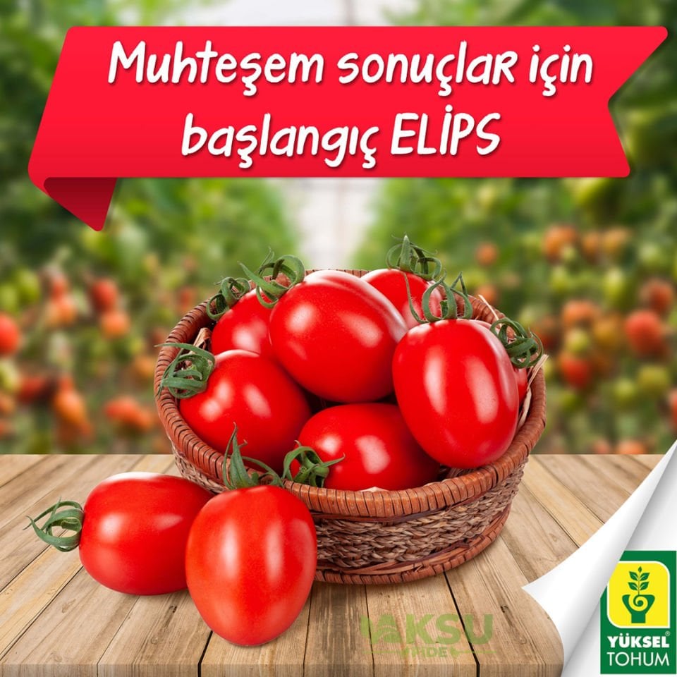 Elips F1 Sırık Oval Domates Tohumu