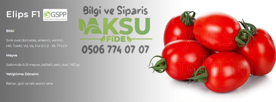 Elips F1 Sırık Oval Domates Tohumu