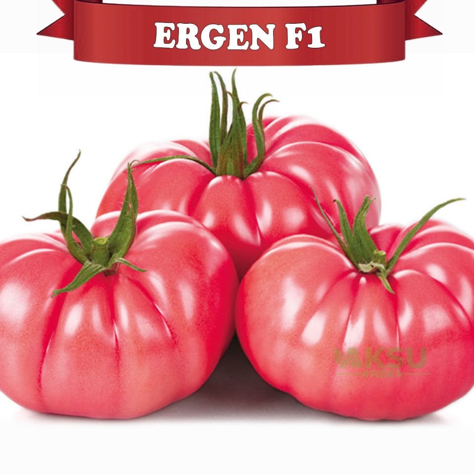 Ergen F1 - Sırık Köy Domatesi Tohumu