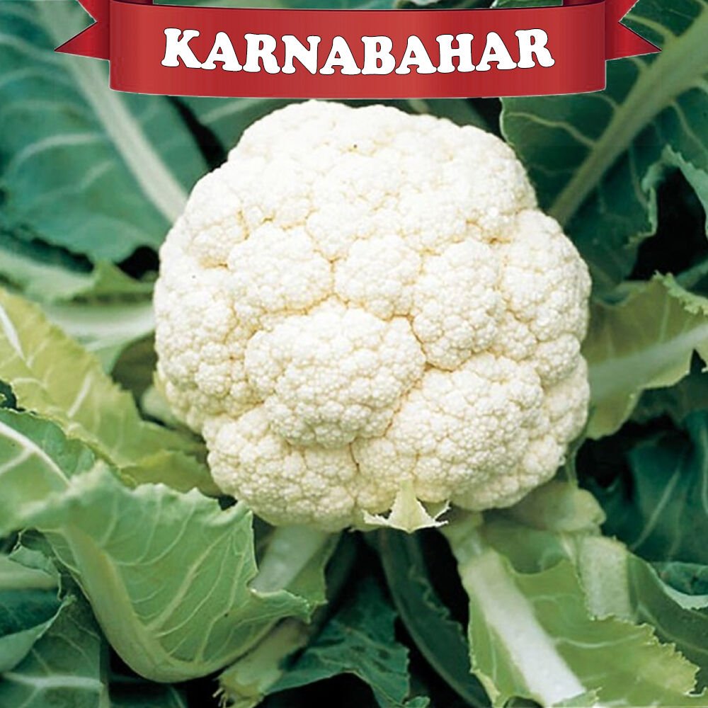 Karnabahar Fidesi