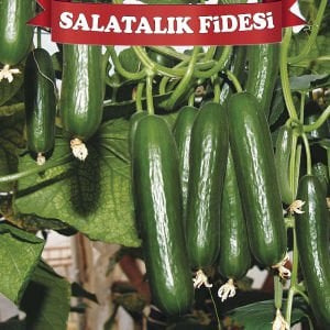 Hibrit Salatalık Fidesi