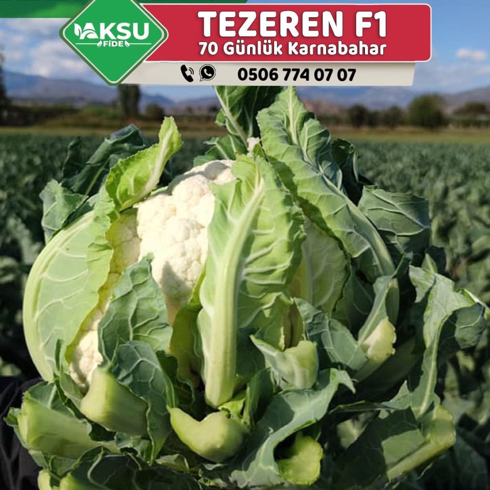 Tezeren F1 Erkenci 70 Günlük Karnabahar Fidesi