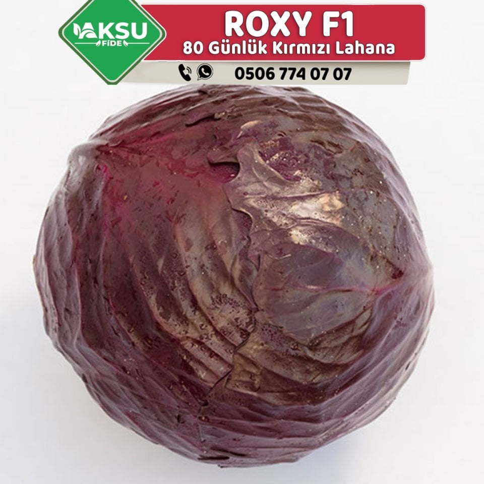 Roxy F1 80 Günlük Kırmızı Lahana Fidesi
