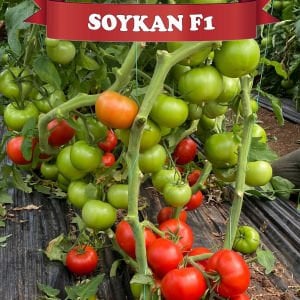 Soykan F1 - Tane Domates Tohumu