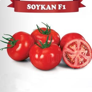 Soykan F1 - Tane Domates Tohumu