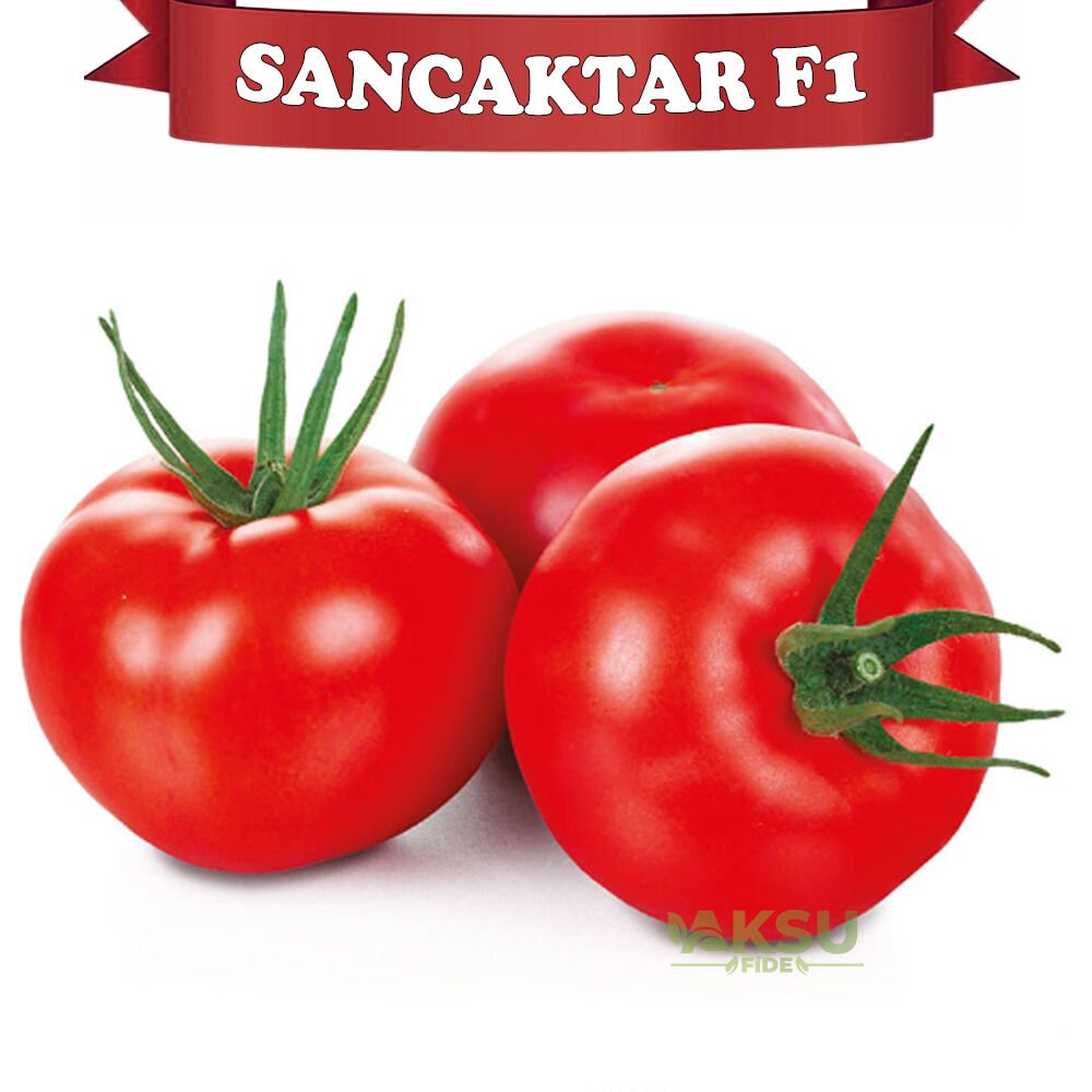 Sancaktar F1 - Sırık Tane Domates Fidesi
