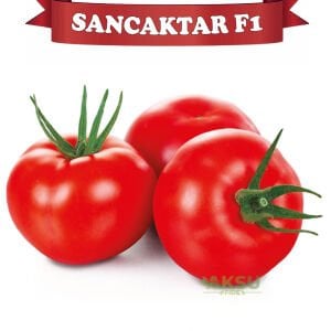 Sancaktar F1 - Sırık Tane Domates Fidesi