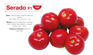 Serado f1 - Susuz Domates Tohumu