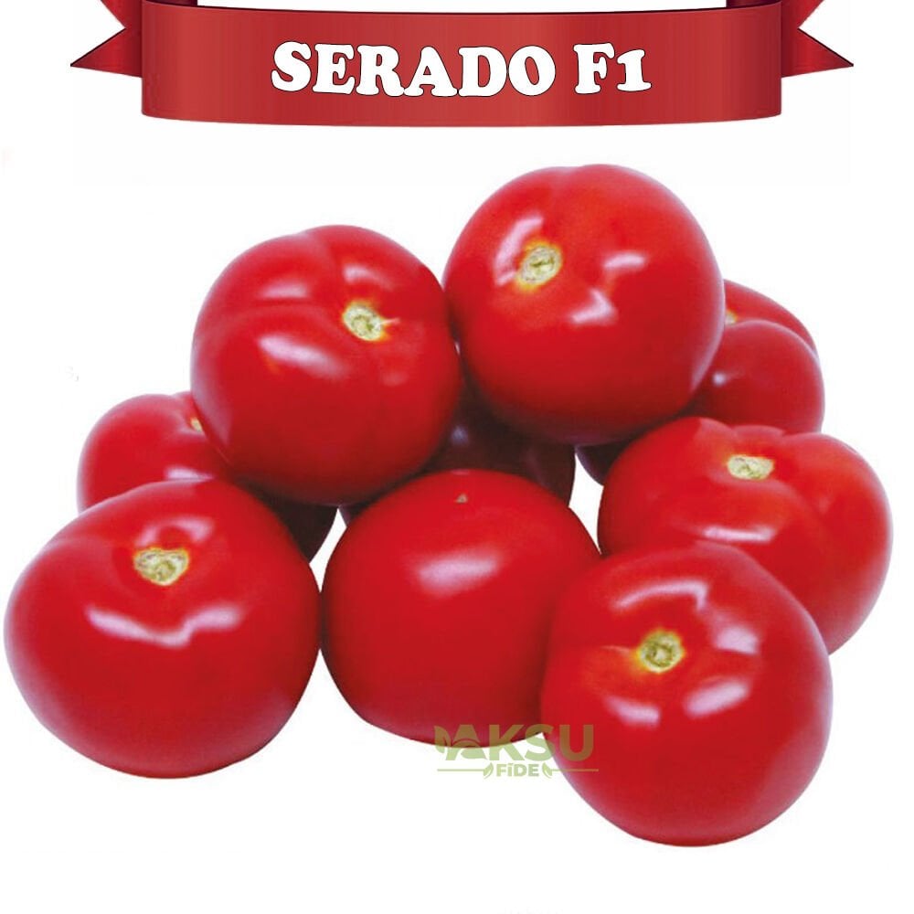 Serado f1 - Susuz Domates Tohumu