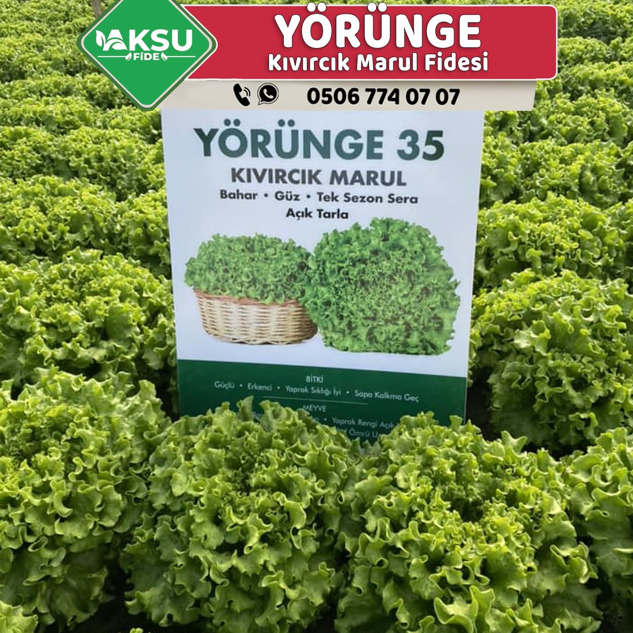 Yörünge Kıvırcık Marul Fidesi