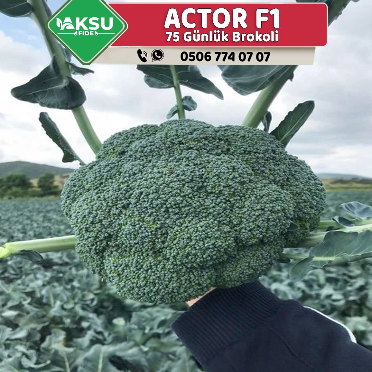 Actor F1 Güzlük Erkenci Brokoli Fidesi