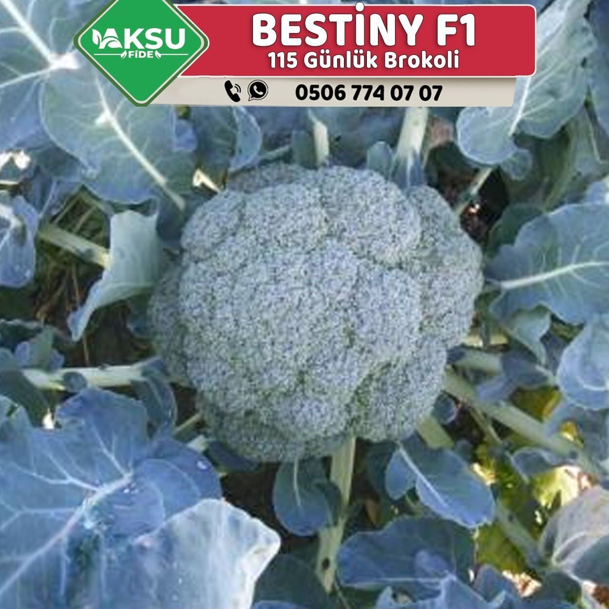 Bestiny F1 115 Günlük Brokoli Fidesi