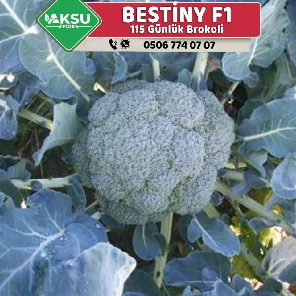 Bestiny F1 115 Günlük Brokoli Fidesi